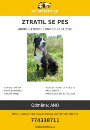 Dne 22.4.2016 se ztratil kříženec pitbulla a bernského salašnického psa