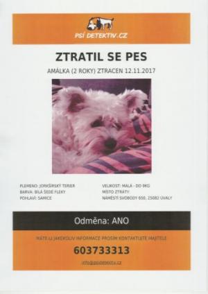 Dne 12.11.2017 se v Úvalech ztratila fena jorkšírského teriera- NALEZENA 15.11.
